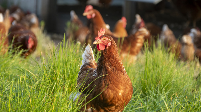 hens in patch of sunny grass