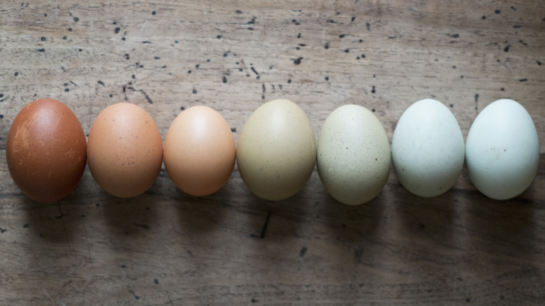 line of different colored egg shells