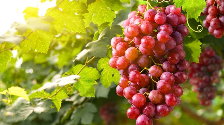 red grapes hanging on the vine