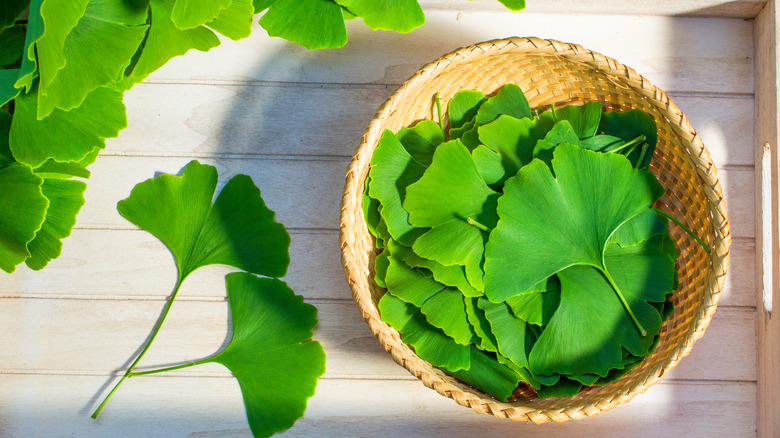 ginkgo biloba leaves in basket