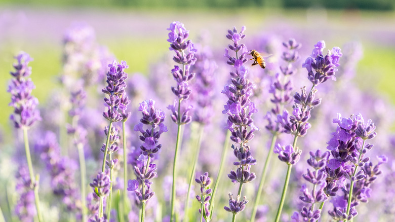 lavender flowers