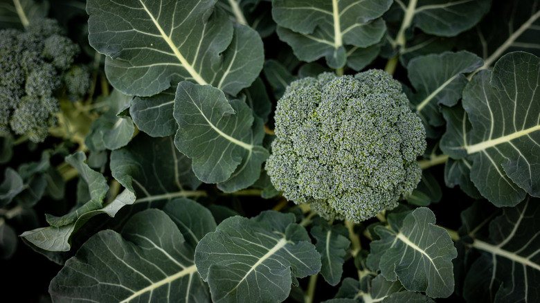 Broccoli sprout inside its leaves