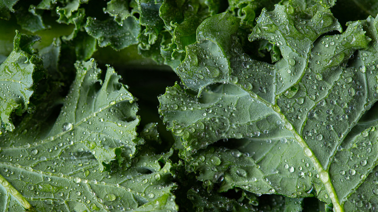a closeup of kale with water droplets