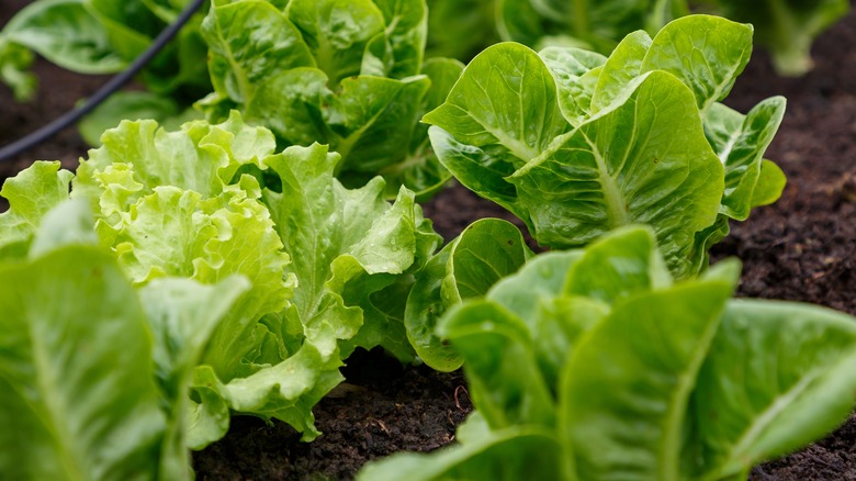 lettuce growing in ground