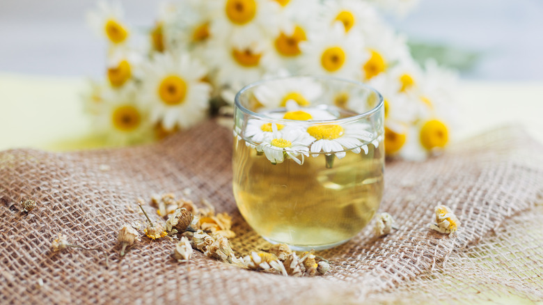 chamomile