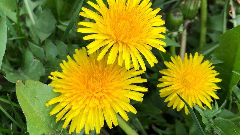 yellow dandelion flowers and green leaves