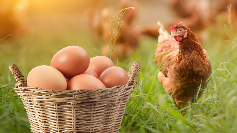 eggs in basket with chicken nearby