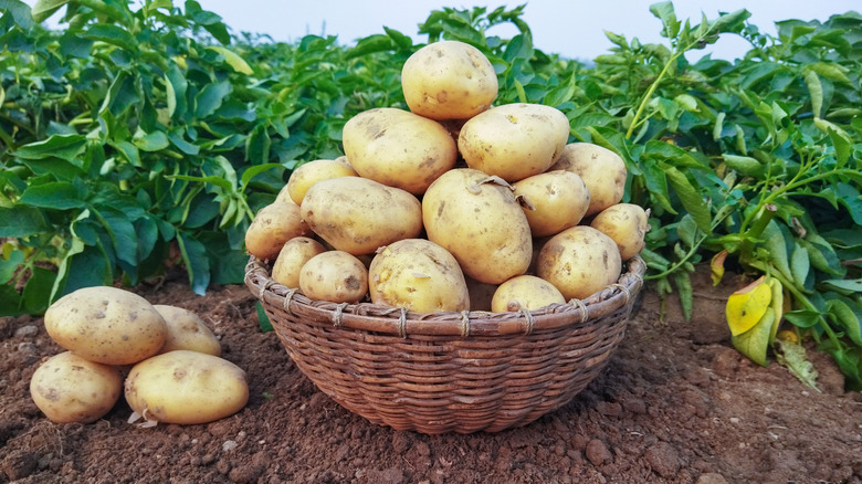 potatoes in a basket on dirt