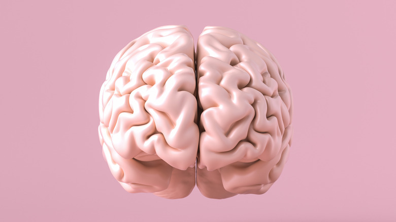 model of brain