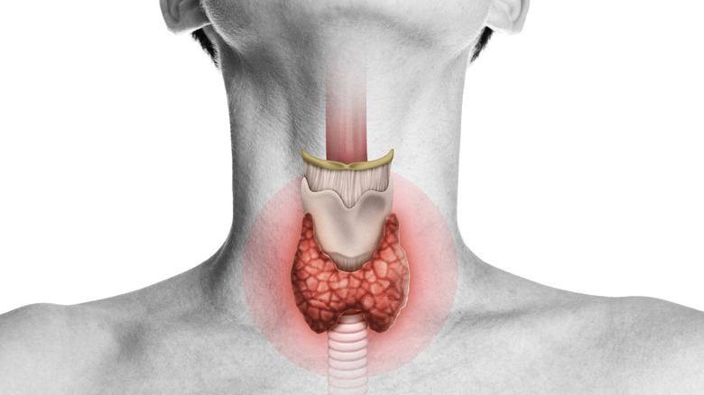 thyroid gland