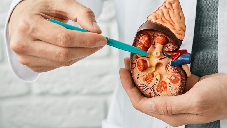 A diagram of a kidney held by a doctor 