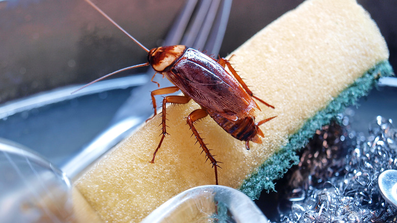 A cockroach sitting on a dish sponge