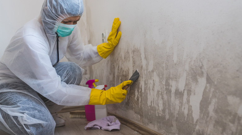 A person wearing PPE scraping mold off a wall