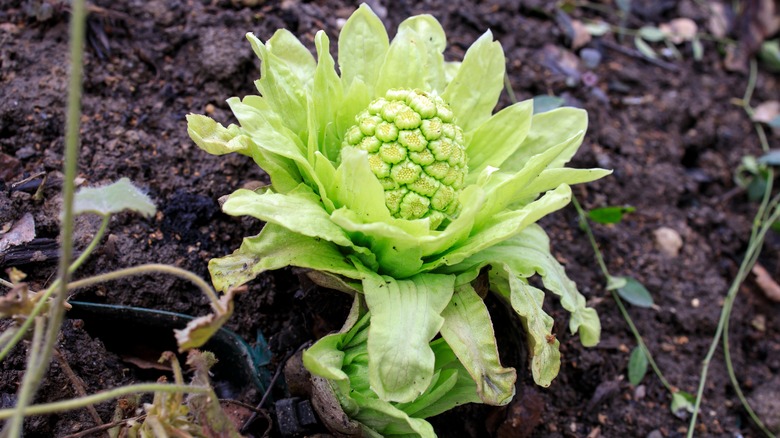 butterbur plant