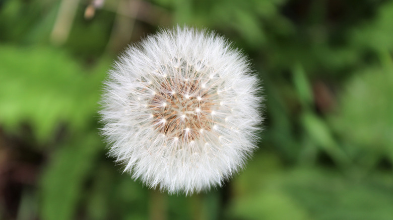 dandelion seeds