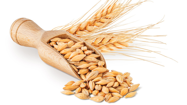 Barley seeds and ears against a white background