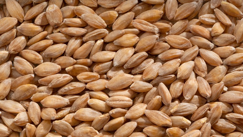 Close up shot of a pile of einkorn