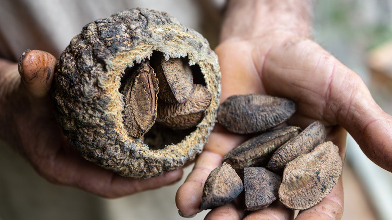 man holding raw brazil nuts