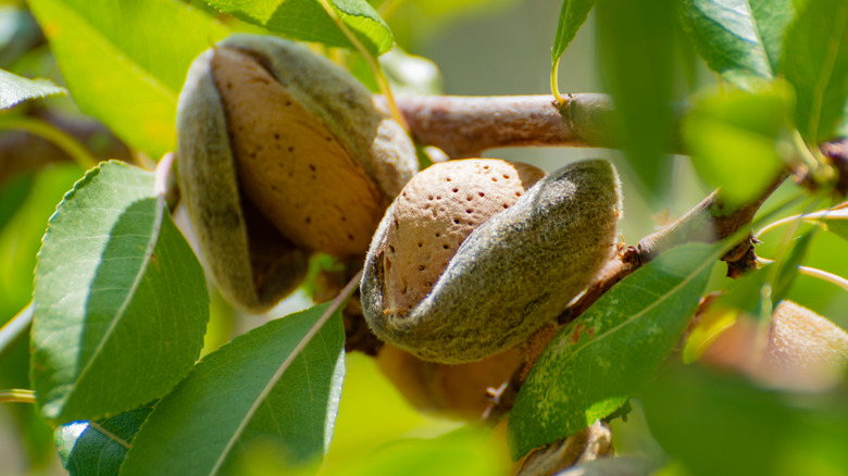 natural almonds growing on leafy tree