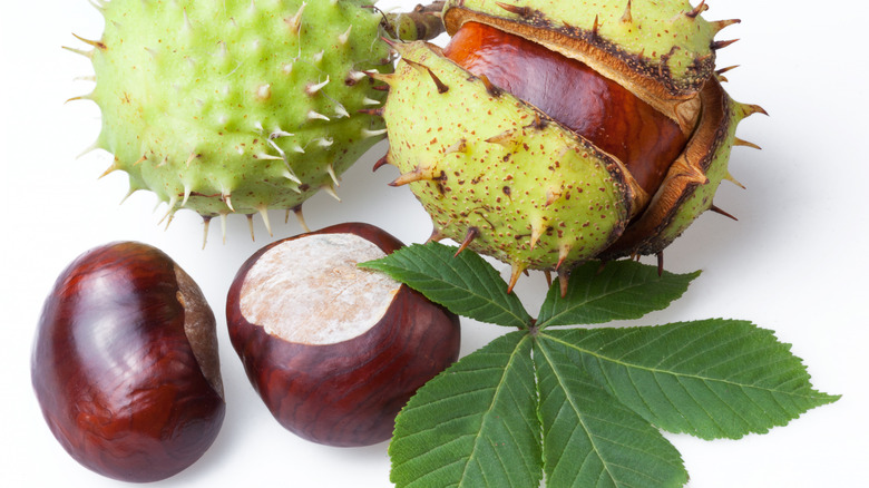 horse chestnuts shelled and unshelled