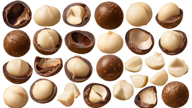 macadamia nuts in rows