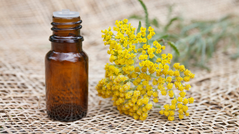 Helichrysum oil in a bottle next to yellow flowers