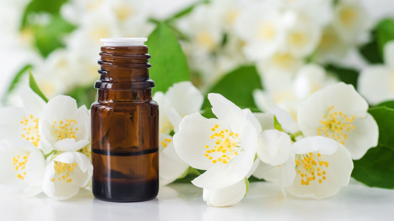 A bottle of Jasmine oil surrounded by jasmine flowers