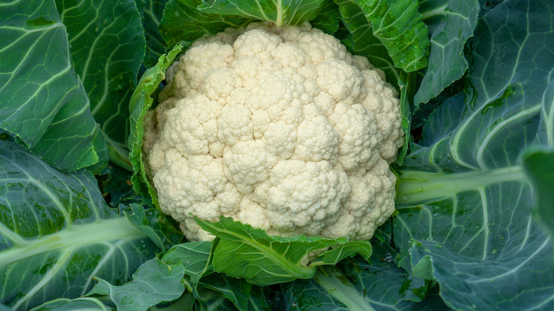 Overhead shot of cauliflower surrounded by green leaves