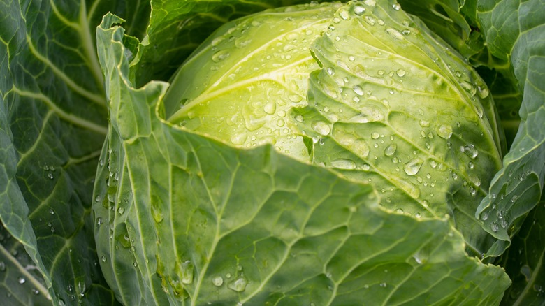 Close up of a wet cabbage