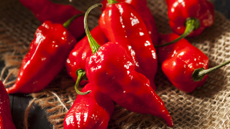 A bunch of shiny red ghost peppers in a pile on top of burlap