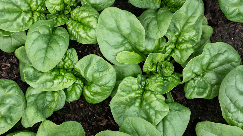 Overhead shot of spinach growing in dirt