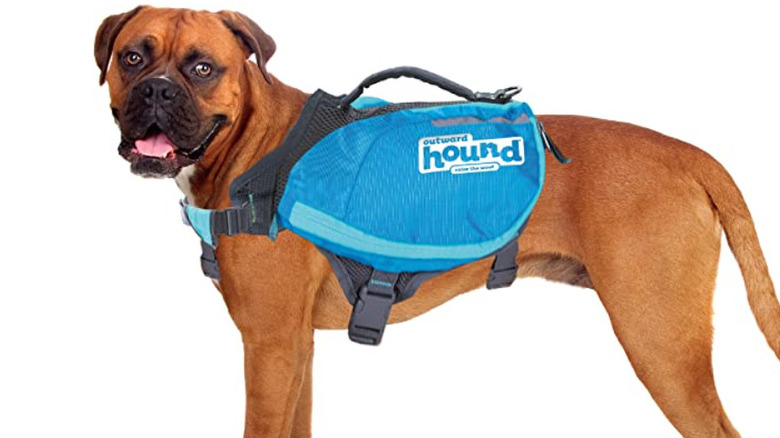 brown dog wearing blue backpack