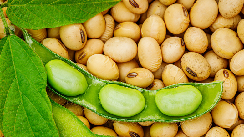 soybean pod and loose beans