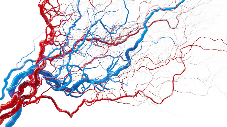 illustration of veins and arteries