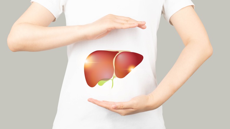 illustration of liver on a person