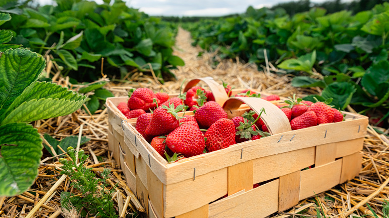 A basket of strawberries in a field