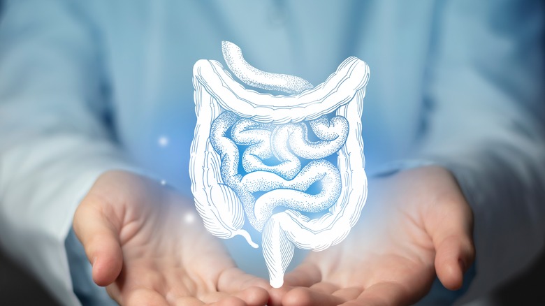 hands holding image of intestinal system