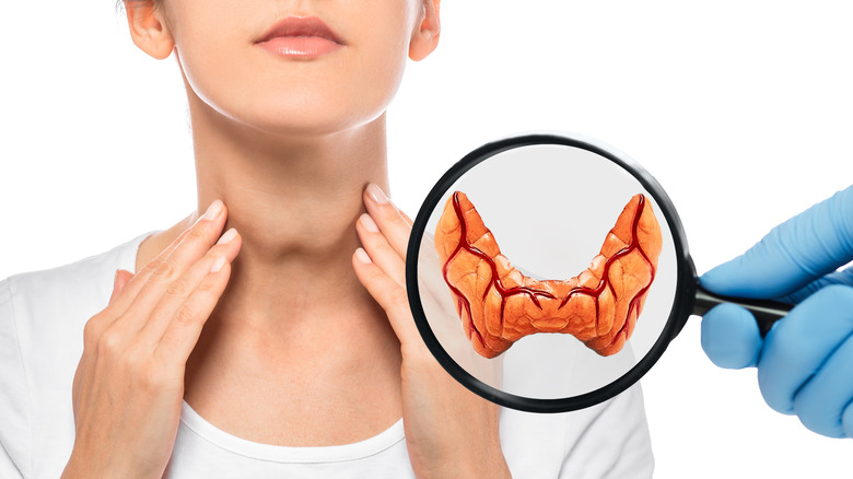 model of thyroid gland, showing location in neck area