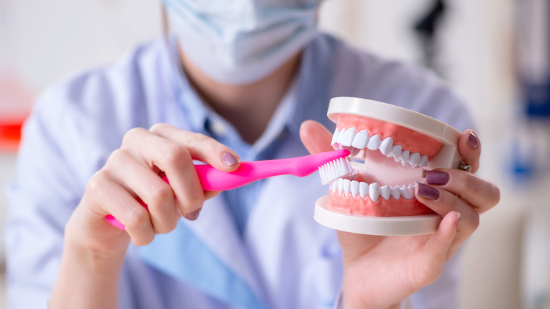 Dentist teaching teeth brushing on a model of a mouth