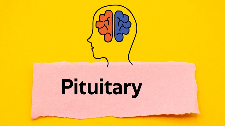  'pituitary' written below diagram of pituitary