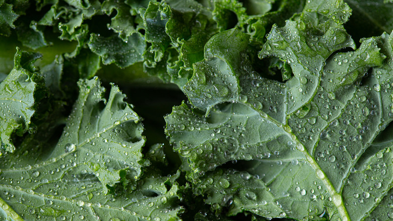 kale leaves with water droplets