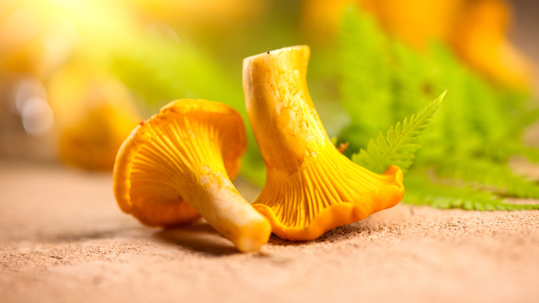 Two chanterelles sitting on a sandy dirt against a blurry background