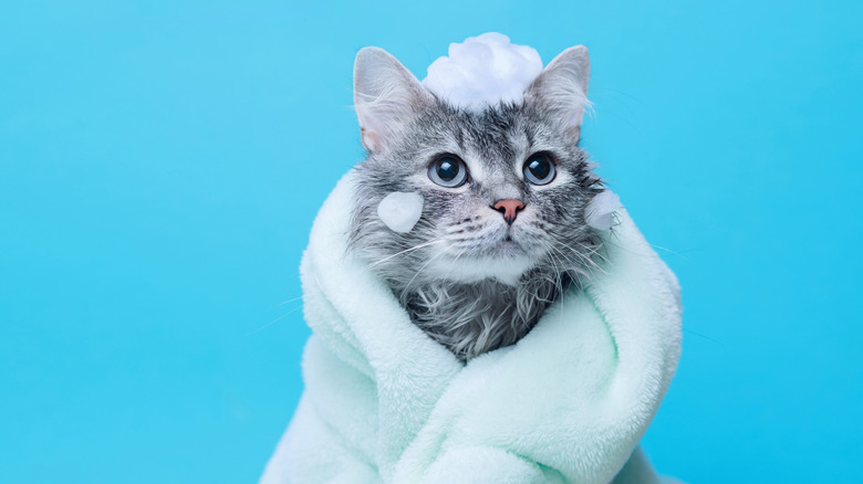 a gray cat wrapped in a towel