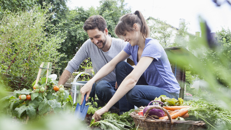 A couple working in a garden