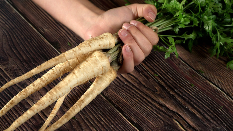 A female hand holding parsnips