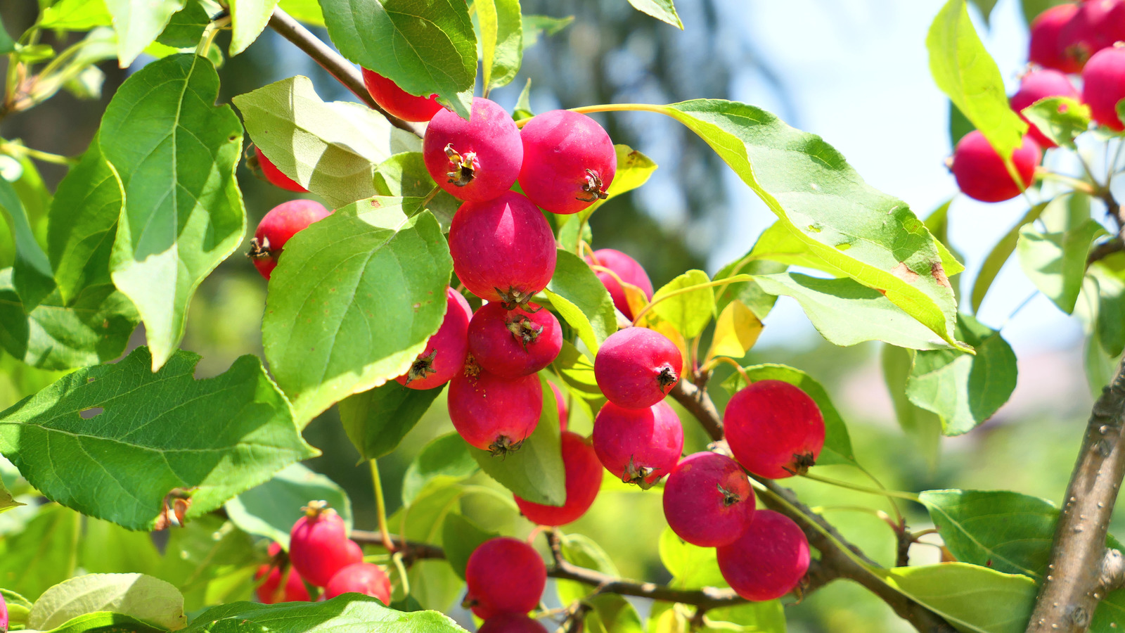 Can You Eat Crab Apples?