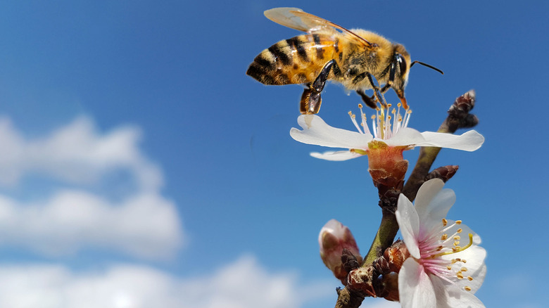 bee on a flower 