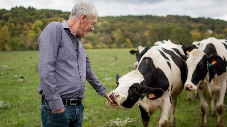 old man feeding a cow in a meadow