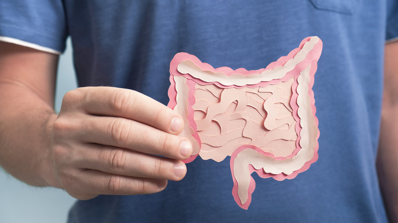 man holding intestine model