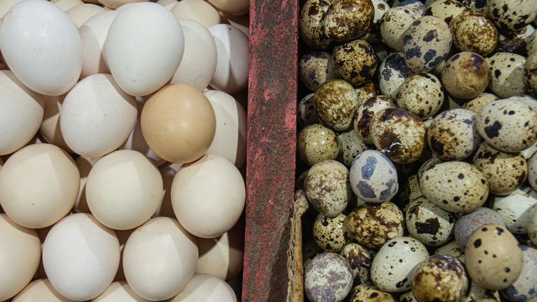 bin of chicken eggs next to quail eggs